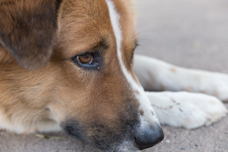 white and brown cute dog laying down resting on ground