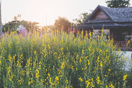 Sunhemp yellow flower filed meadow ,Pummelo (Crotalaria juncea)のeditorial素材