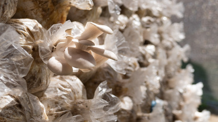 mushroom chunk grow from Infected loaf bag in farmの写真素材