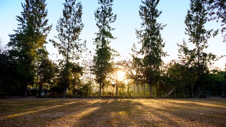 Summer landscape at sunrise. Several trees, pine trees growing in a field and sky in the rays of the setting sunの写真素材