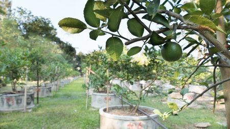 Lemons, Limes and other Citrus grow in rows in a Citrus Grove farmの写真素材