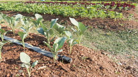 Agricultural industry. Growing organic vegetable on field