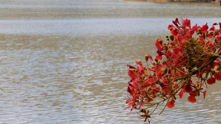 orange peacock flower beside pond in park in summer with selected focus wood table for montage or display your productの写真素材
