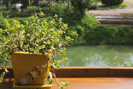 plant in flower pot on wood table with pond and garden viewの写真素材