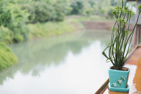 plant in flower pot on wood table with pond and garden viewの写真素材