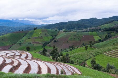 green rice field on terrace in mountain valley. beautiful nature landscape in rainy season. cultivation, agriculture industryの写真素材