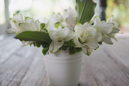 white siam tulip flower in vase on wood table at home. decoration and interiorの写真素材
