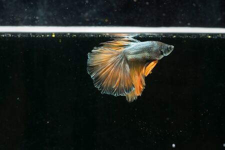 red blue siamese fighting fish. beautiful tail of betta splendens half moon fish on black backgroundの写真素材