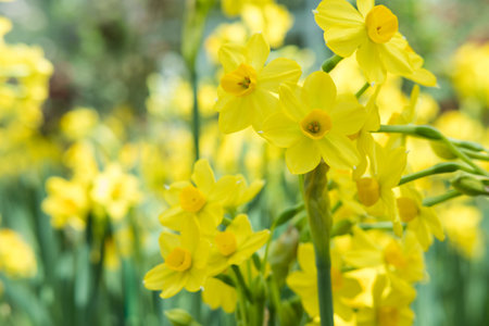 Fresh yellow daffodil in park in spring.