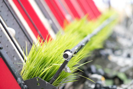 rice planting machine. Transplant young rice seedling on paddy field by transplanter.の写真素材