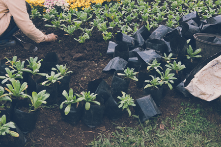 gardener planting flower in garden. woman growing plant with dirt or soil at back yardの写真素材