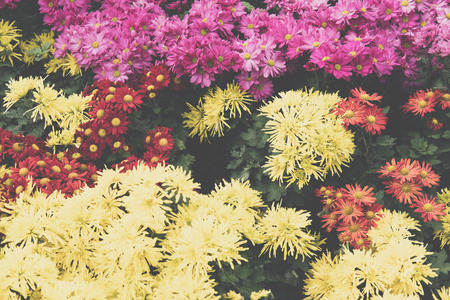 blooming flower in garden. flowerbed in park. flora in springの写真素材