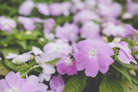 blooming flower in garden. flowerbed in park. flora in springの写真素材