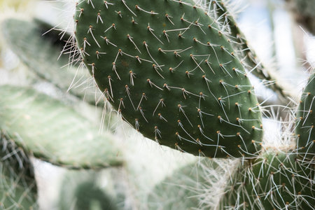 cactus in garden. succulent plant in park in summer