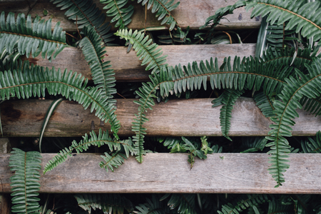 fern on wood bench in park for relaxation.の写真素材