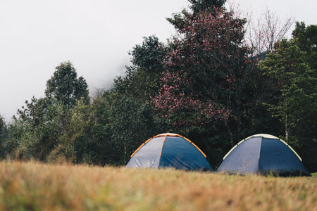 tourist tent on lawn yard. camping in forest. travel, vacation, nature conceptの写真素材