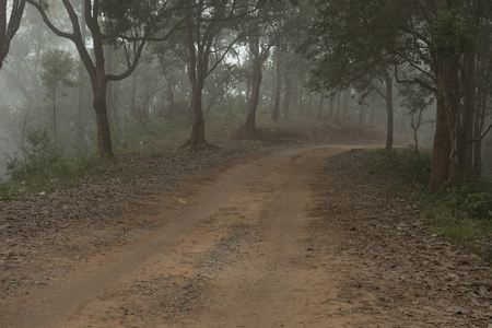 road in rural in mist and fog. nature landscape on cold autumn evening. footpath trail in mysterious forest.の写真素材