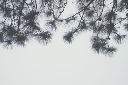 fog and mist in pine tree forest. nature landscape in the morning