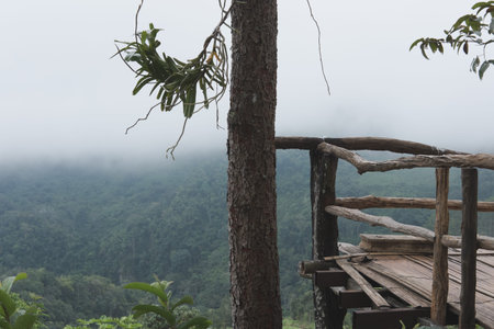bamboo terrace with view of fog & cloud on mountain in morning. mist on hill. nature landscape