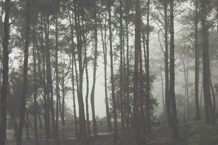 fog and mist in pine tree forest. nature landscape in the morning