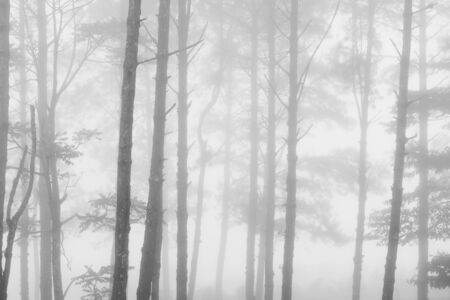 fog and mist in pine tree forest. nature landscape in the morningの写真素材