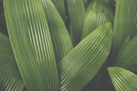 plant leaf abstract background. tree leaves pattern. green foliage creative layout
