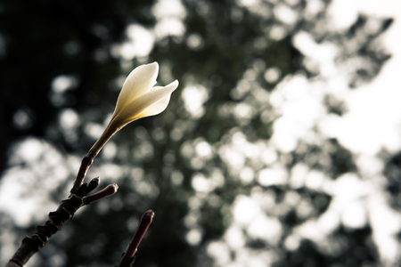 plumeria in garden. frangipani in park. white blooming flower in springtimeの写真素材