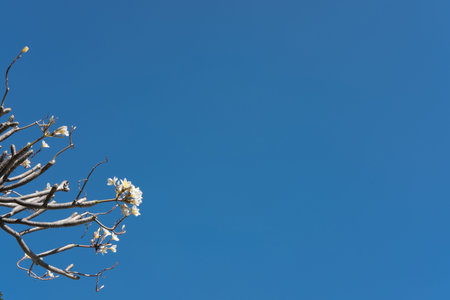 plumeria in garden. frangipani in park. white blooming flower in springtime with blue sky