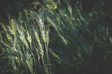 rice in paddy field in countryside. wheat meadow in farmland. agriculture harvestの写真素材