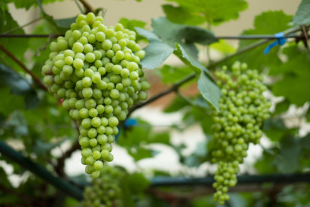 bunch of ripe white grape in vineyard. fruit for harvest in organic farm