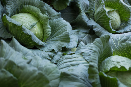 juicy fresh sweet cabbage growing in vegetable gardenの写真素材