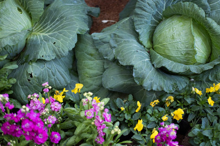 juicy fresh sweet cabbage growing in vegetable garden