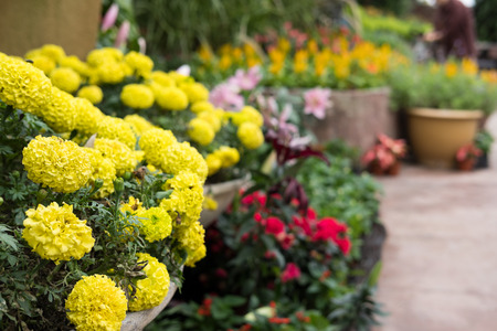 yellow marigold flower in garden. blooming flora. flowerbed in park. blossom in springの写真素材