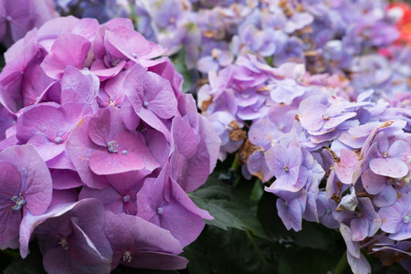 blue hydrangea in garden. blooming flower in park. fresh flora blossom
