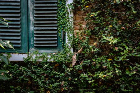 green wood louver window near brick wall covering with mexican daisy. tridax procumbens or coatbuttons plantの写真素材