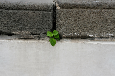 plant growing on concrete old stairs. hope, endurance & survival conceptの写真素材