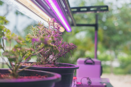 plant growing in smart indoor farm with artificial led light. spectrum phyto lamp for seedling & cultivationの写真素材