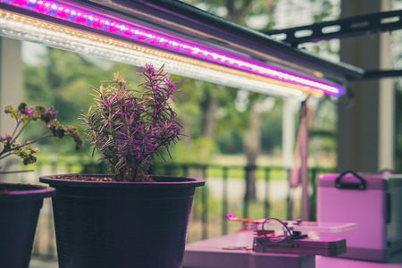 plant growing in smart indoor farm with artificial led light. spectrum phyto lamp for seedling & cultivationの写真素材