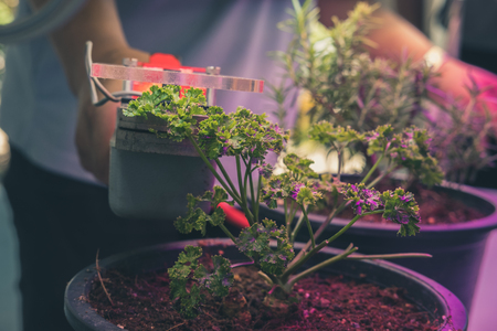 carbon dioxide measuring device for measuring photosynthesis of plant growing with artificial led lightの写真素材