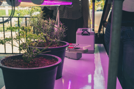 plant growing in smart indoor farm with artificial led light. spectrum phyto lamp for seedling & cultivationの写真素材