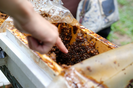 stingless honey bees beehive. trigona meliponini colonies mass rearingの写真素材