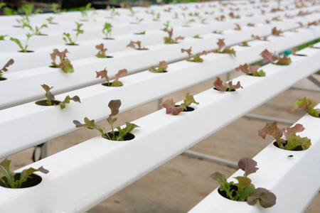 lettuce vegetable growing in greenhouse of hydroponic farmの写真素材