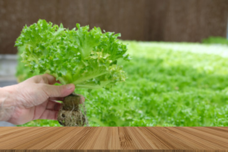 farmer holding lettuce vegetable growing in greenhouse of hydroponic farm with wood table for display  productの写真素材