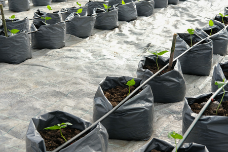 yard long bean growing in greenhouse plant nursery with drip water irrigation systemの写真素材
