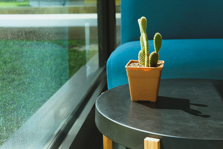 cactus pot & blue sofa couch near window in living roomの写真素材