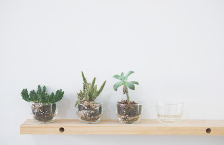 succulent cactus plant in pot decorating on wooden shelf on white wallの写真素材