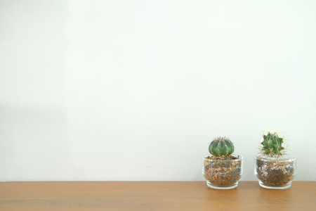 succulent cactus plant in pot decorating on wooden desk table near white brick wallの写真素材