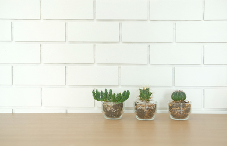 succulent cactus plant in pot decorating on wooden desk table near white brick wallの写真素材