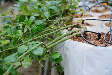 bending flower branch. rose growing in farm. flora floriculture plantation
