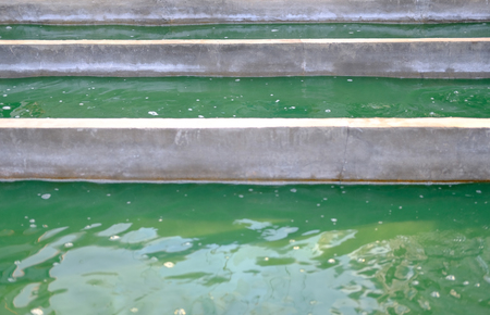 spirulina farm. algae farming for dietary supplement productionの写真素材